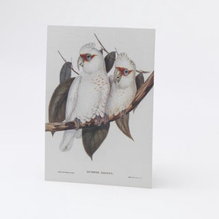 Postcard - Cockatoo