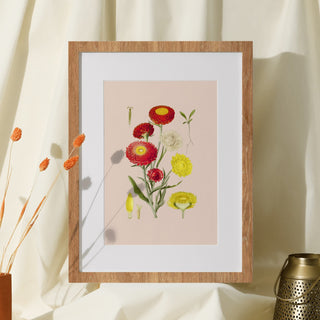 Print - Strawflower