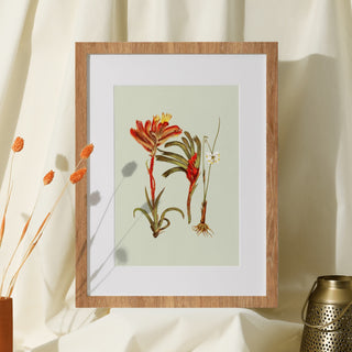 Print - Kangaroo Paw