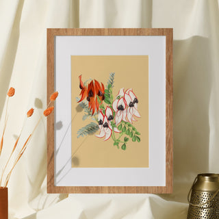 Print - Desert Pea