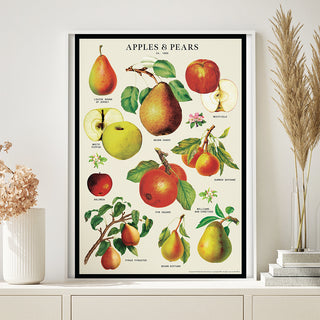 Decorative Poster - Apples and Pears