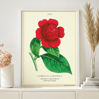 Decorative Poster - Camellia