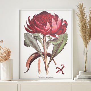 Decorative Poster - Waratah