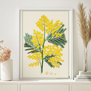 Decorative Poster- Acacia Mollissima