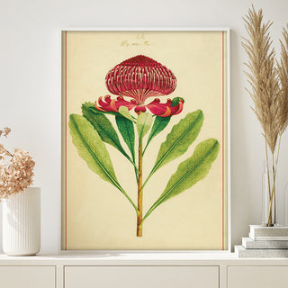 Decorative Poster - Waratah Telopea Speciosissima 1788