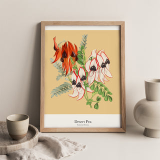 Print - Desert Pea