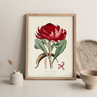 Print - Waratah