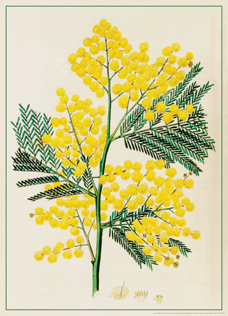 Decorative Paper - Acacia Mollissima