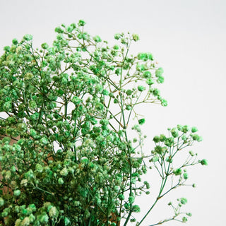 Preserved Baby’s Breath