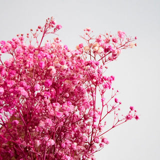 Preserved Baby’s Breath