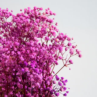 Preserved Baby’s Breath