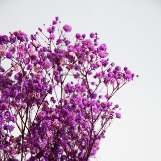 Preserved Baby’s Breath