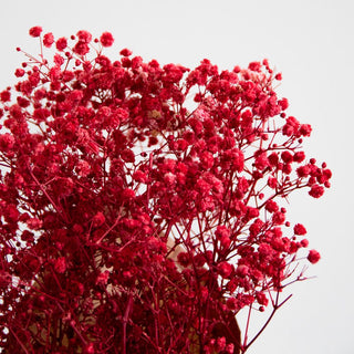 Preserved Baby’s Breath