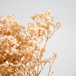 Preserved Baby’s Breath