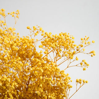 Preserved Baby’s Breath