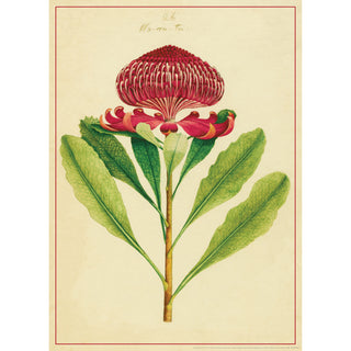 Decorative Paper - Waratah Telopea Speciosissima 1788