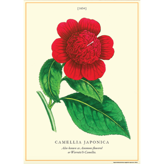 Decorative Paper - Camellia