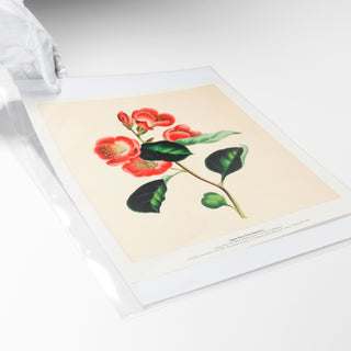 A3 Crystal Clear Sleeves (25 Pack)