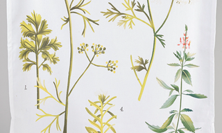 Tea Towels - Herbs