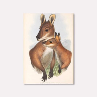 Postcard - Kangaroos